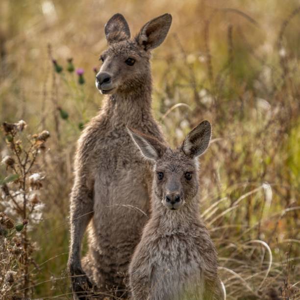 istock A Kangaroo Couple in the long Grass 1446831624