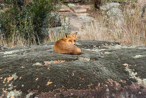 A Red Fox curled up on a rock in the cool winters air