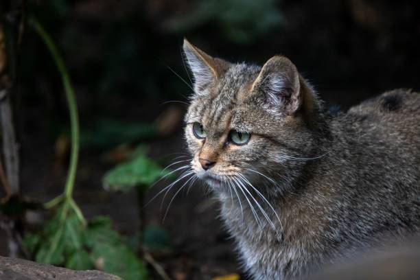 istock Gray cat standing and looking towards 1446831751