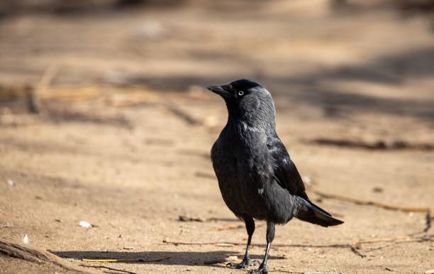 istock Closeup of little black bird standing on sandy ground 1446832404
