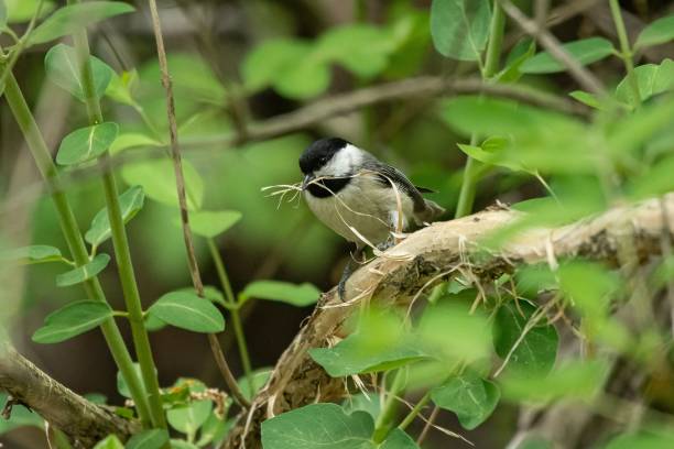 istock Black cap chickadee bird perching on the tree branch with grass on its beak 1446832479