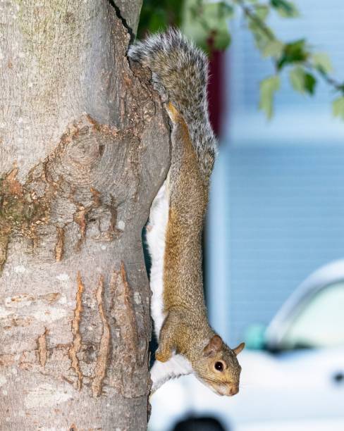 istock Gray squirrel with a lame right paw. 1446832606