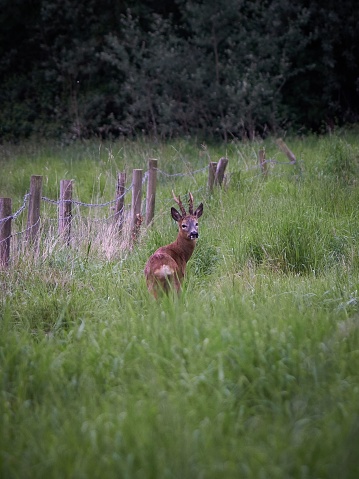 A vertical shot of a roe deer standing near the fence in the middle of a green forest