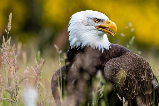 A closeup of majestic bald eagle searching for prey on blurred yellow background in sunny field