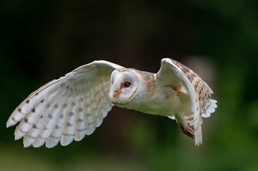 A closeup shot of barn owl (Tyto alba)  flying low over field with green blurred background