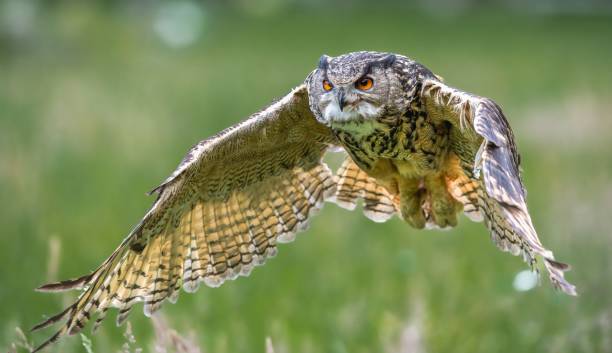 istock Beautiful, huge European eagle owl (Bubo bubo) flying low over field with green blurred background 1446832819