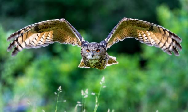 istock Beautiful, huge European eagle owl (Bubo bubo) flying low over field with green blurred background 1446832822
