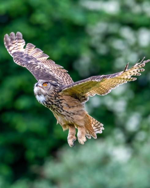 istock Beautiful, huge European eagle owl (Bubo bubo) flying low over field with green blurred background 1446832824
