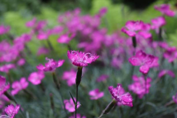 istock Closeup of small pinky flowers. 1446832994