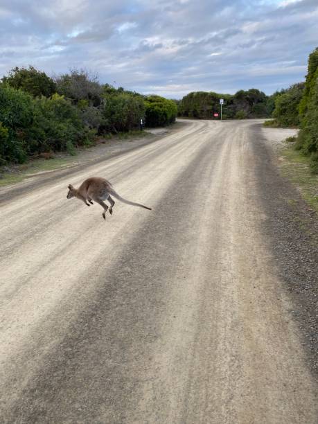 istock Forester kangaroo jumping across a road under a blue sky 1446832996