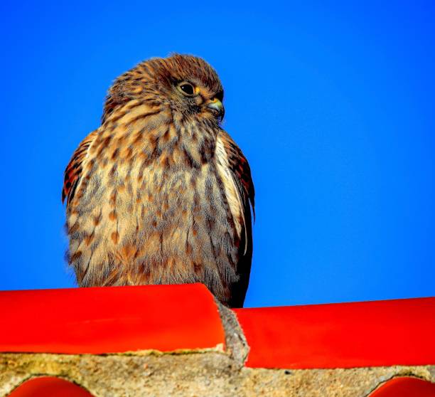 istock Scenic view of a raptor perched on a stone surface in blue sky background 1446833454