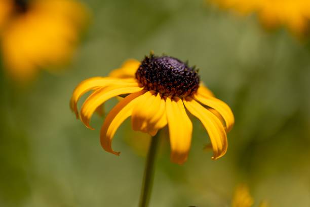 istock Selective focus of a Black-eyed Susan flower in afield 1446833496