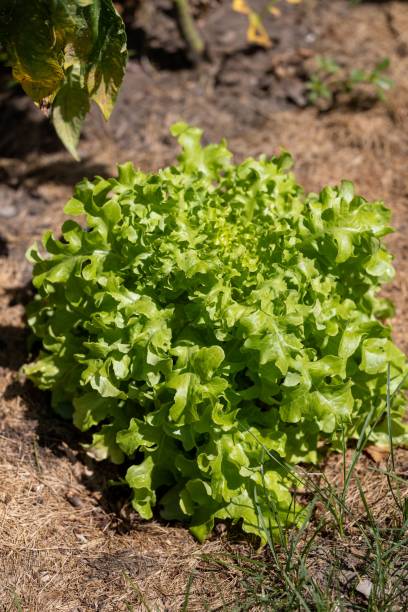 istock Green curly lettuce growing in the garden 1446833617