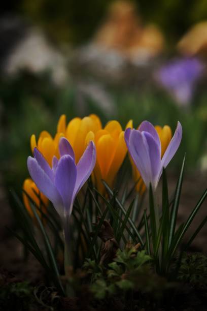 istock Vertical shot of purple and yellow crocus flowers growing outside 1446833708