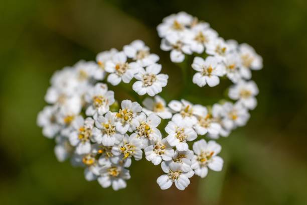 istock Closeup of tiny white flowers blooming in a cluster 1446833723