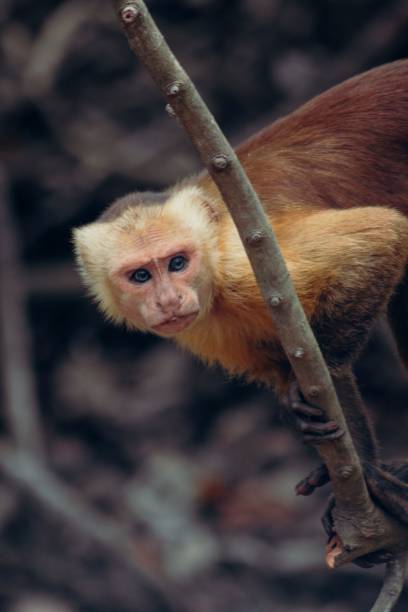 istock Vertical shot of a Capuchin monkey on a tree branch 1446833947