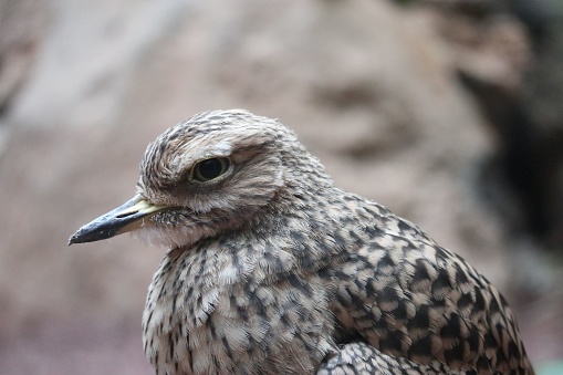 A closeup of the spotted thick-knee bird standing and looking aside