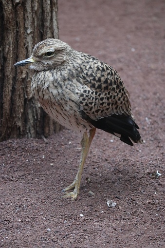 A vertical shot of the spotted thick-knee bird standing on the gray ground in front of a tree