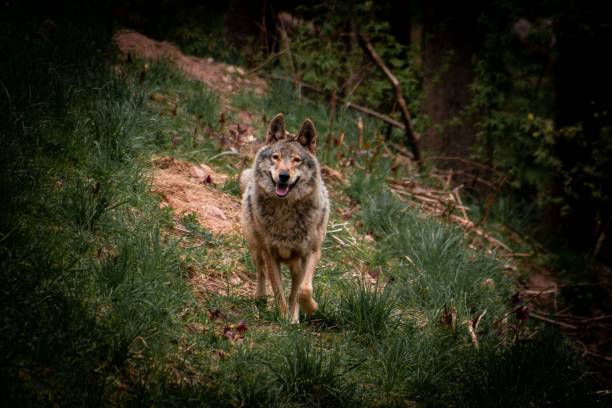 istock Shallow focus shot of a wolf in a forest 1446834085