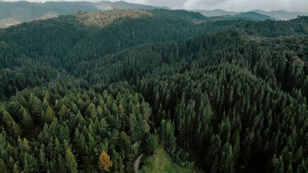istock Aerial view of green pine trees on a mountain forest 1446834090