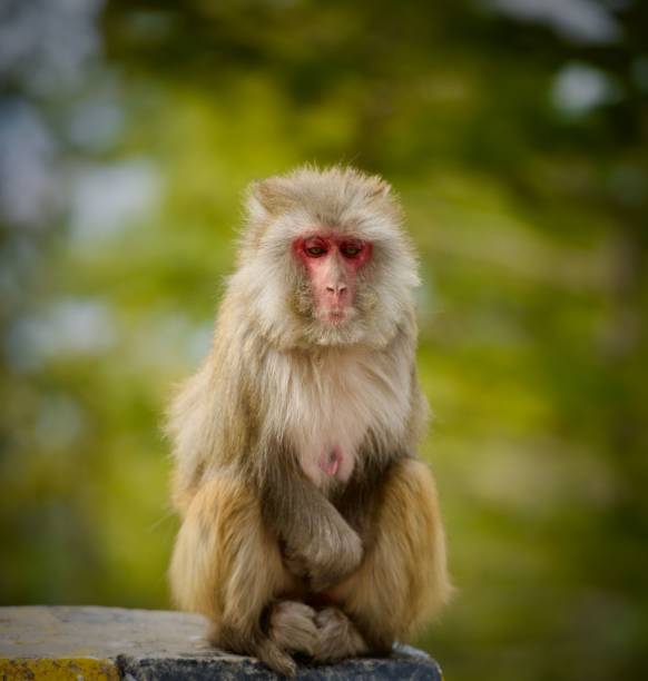 istock Selective focus shot of a Macaque sitting on a stone with a green background 1446834216