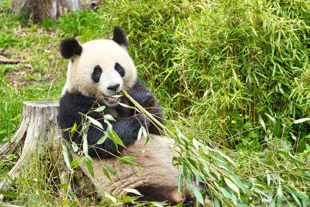 istock View of a beautiful big panda sitting and eating bamboo 1446834368