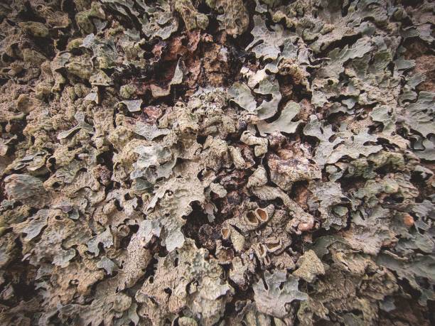istock Surface of dry rough lichen in the forest 1446834532