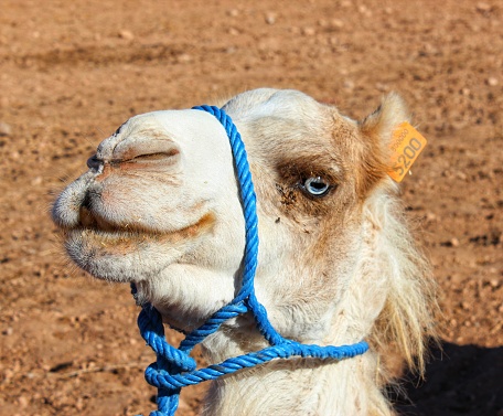 A closeup of a camel head with a blue collar in a desert