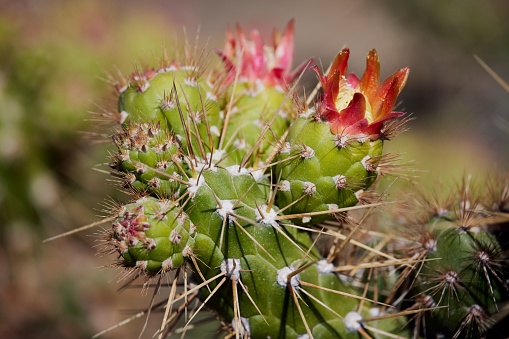 Fig cactus called bunny ears or in latin Opuntia microdasys originates from Mexico but is used in public parks in Santa Cruz which is the main city on the Spanish Canary Island Tenerife