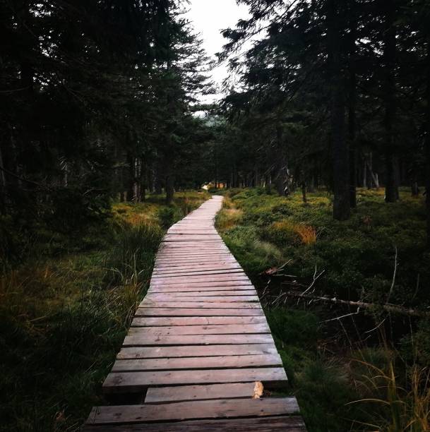 istock Wooden trail between green grass and trees in a forest 1446834742