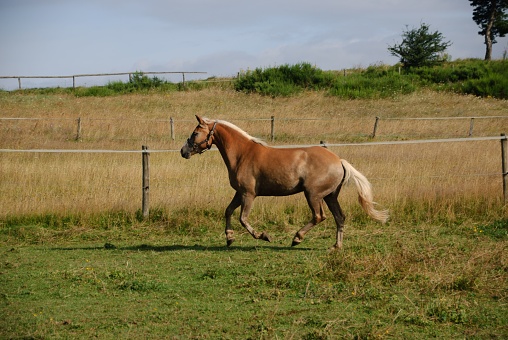 A cute brown horse running in a green field on a sunny day
