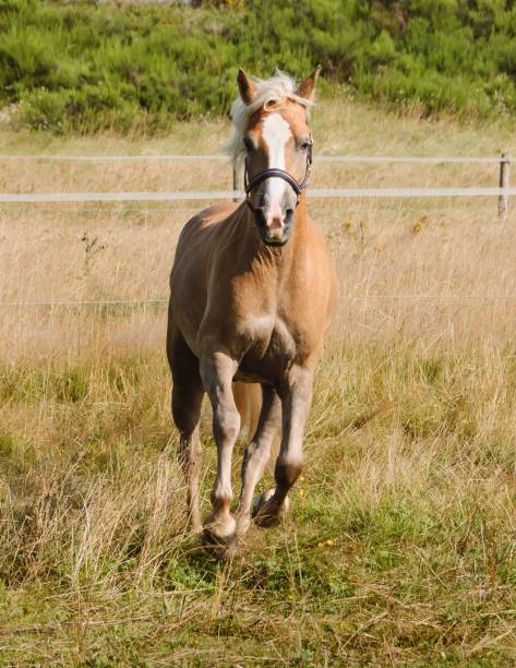 istock Light brown horse with a white stripe on the head running gracefully towards the frame 1446834836