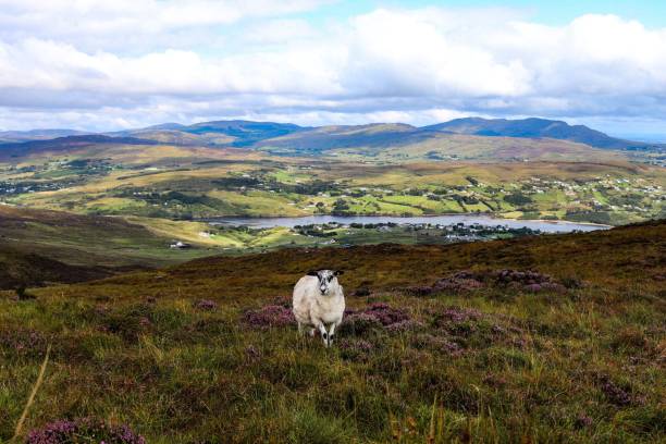 istock Sheep in the middle of a meadow 1446834876