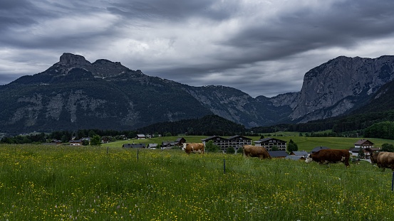 A countryside with houses and grazing cows against the background of a mountain