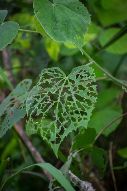 istock Vertical closeup of a leaf on a branch eaten by a worm 1446835165