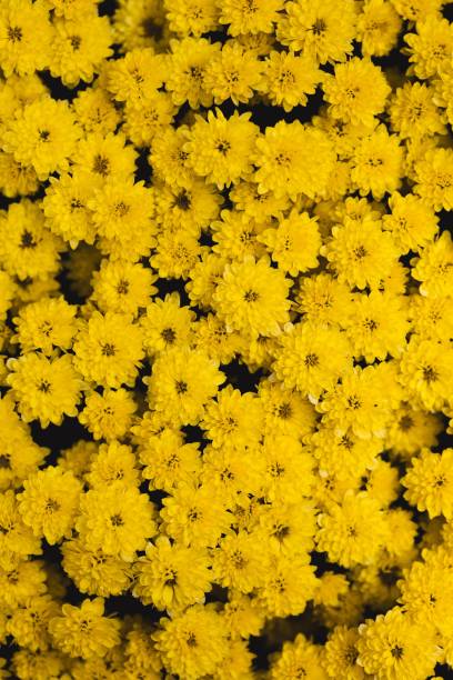 istock Yellow chrysanthemum flowers, nature background 1446835211