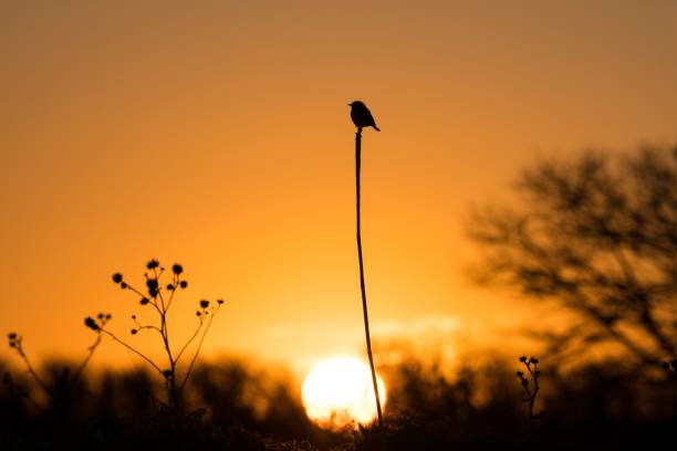 istock Silhouette of a small bird perching on a tall grass against a blurry sunset background 1446835232
