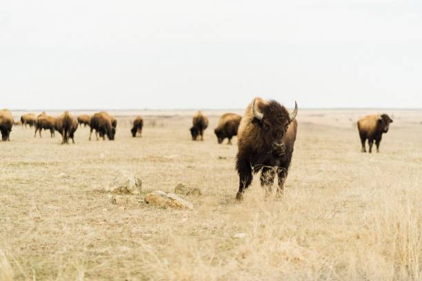 istock Herd of bison grazing in the field 1446835355