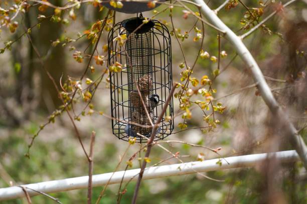 istock Bird perched on a feeder inside a metal cage in a garden in daylight 1446835426