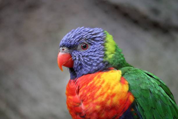 istock Closeup of a rainbow colored Loriini parrot 1446835730