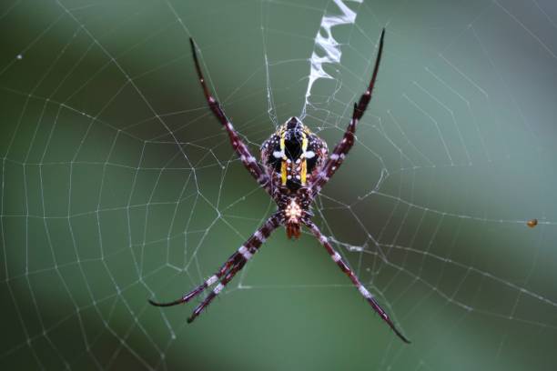 istock Closeup shot of an Argiope Appensa spider on its web in a forest 1446835802