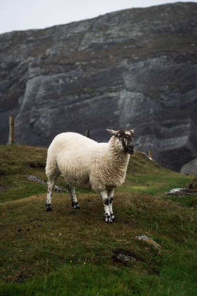 istock Sheep (Ovis aries) standing on a hill in a beautiful green landscape 1446835912