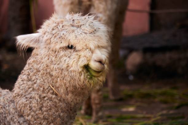 istock Closeup shot of a hairy alpaca with a cute smiling expression 1446835934