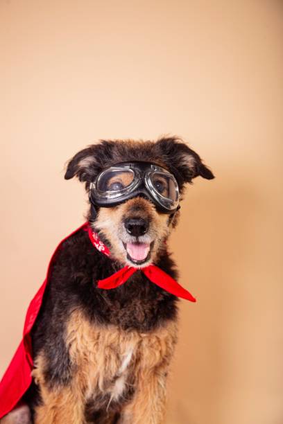 istock Funny mongrel dog with a red cape and glasses dressed as a superhero character 1446836160