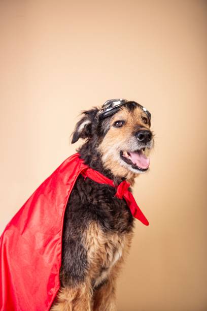 istock Funny mongrel dog with a red cape and glasses dressed as a superhero character 1446836162