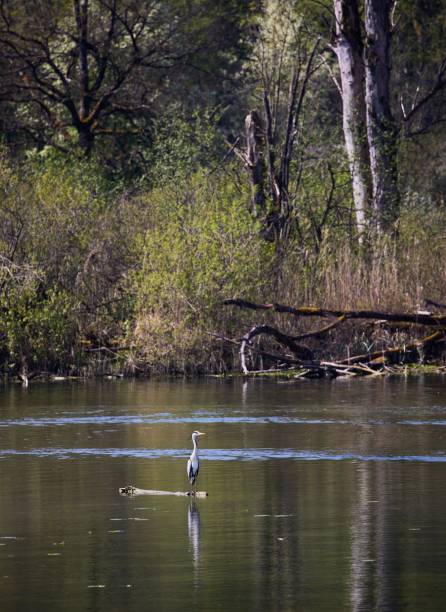 istock Vertical shot of a gray heron in a pond surrounded by trees 1446836172