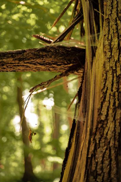 A vertical shot of spiderwebs on a tree in a field under the sunlight with a blurry background