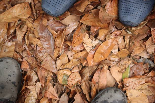 A top view of people stepping on fallen dry leaves