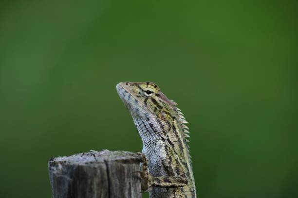 istock Closeup shot of a lizard climbing on a tree trunk against a blurred background 1446836217