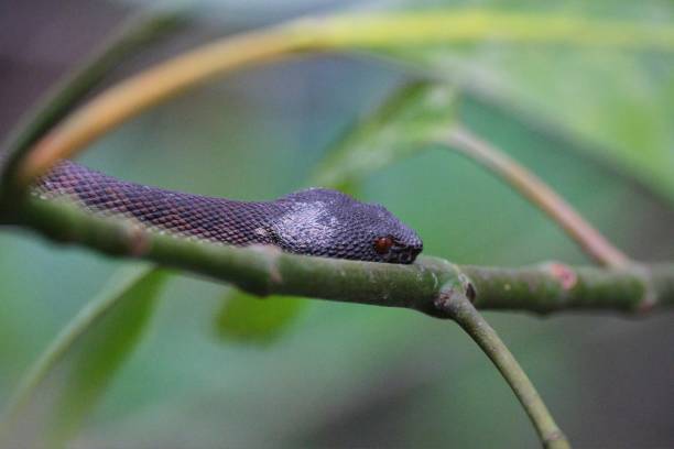 istock Selective focus shot of a common viper crawling next to a stem. 1446836219